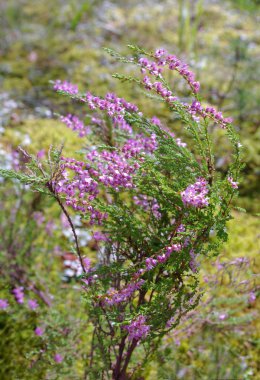 bir orman içinde büyüyen heather.