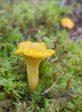 Cantharellus cibarius ve orman.