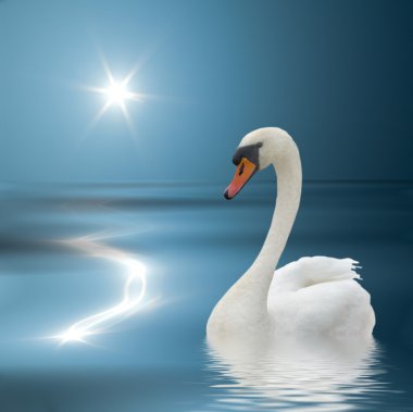 White swan and sunlight. clipart