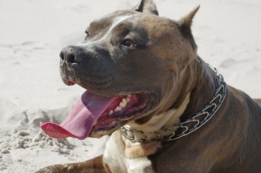 American staffordshire terrier on the sand. clipart