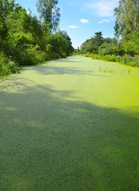 Green algae growth on the water. clipart