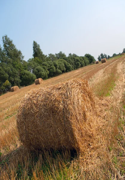 Haystacks Wide Land — Stock Photo, Image