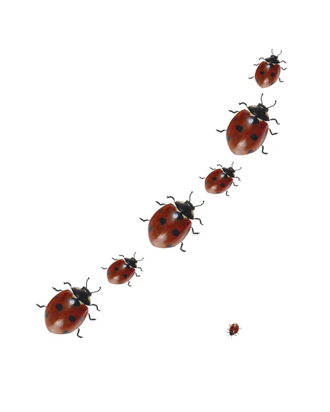 Πολλά Ladybugs Στο Λευκό — Φωτογραφία Αρχείου