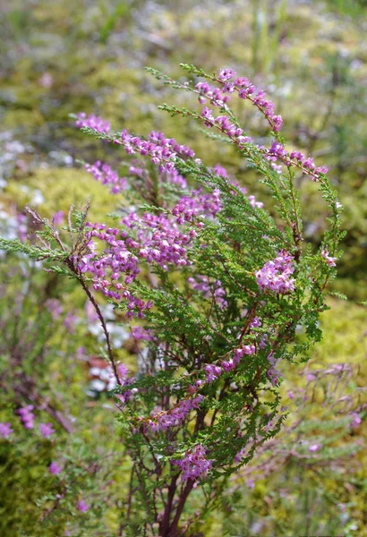 Heather Growing Forest — Stock Photo, Image