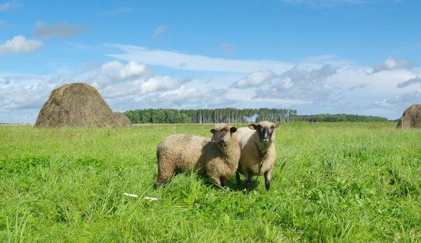 Две Овцы Лугу — стоковое фото