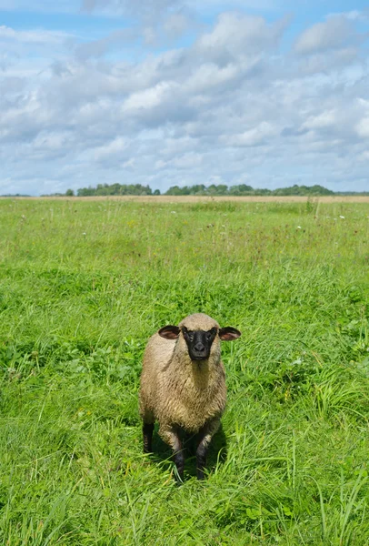 Одна овца . — стоковое фото