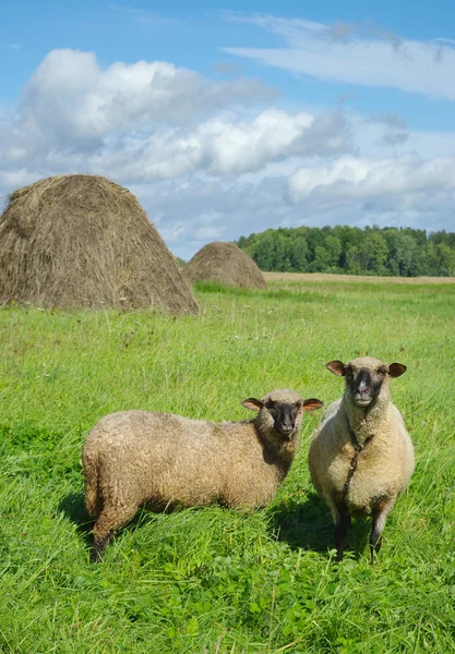 Paar der Schafe. — Stockfoto