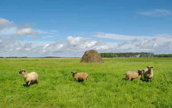 四羊在草地上 — 图库照片
