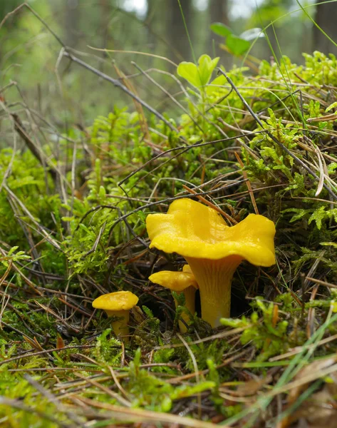 Three Chanterelles Growing Forest — Stock Photo, Image