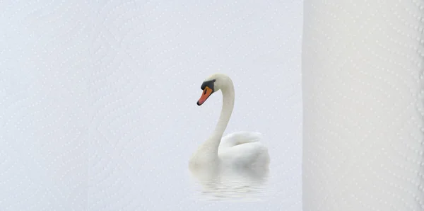 Белое Гигиеническое Полотенце Лебедь Воде — стоковое фото