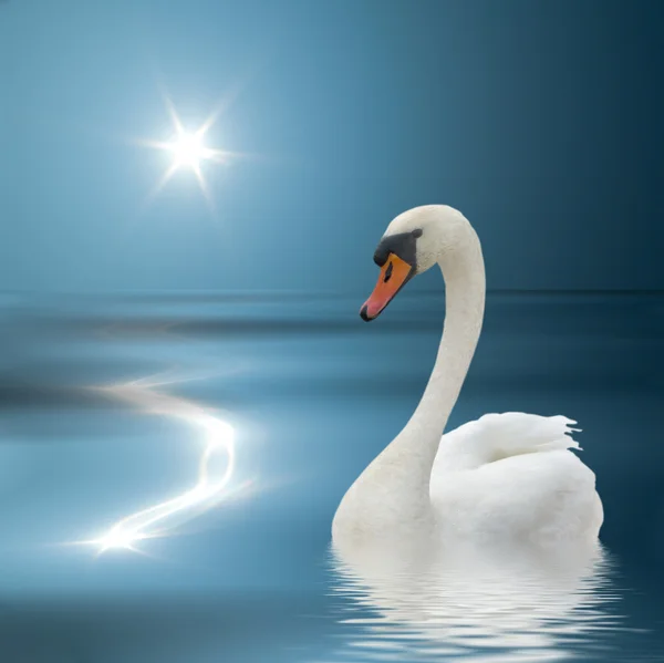 Cisne branco e luz solar . — Fotografia de Stock