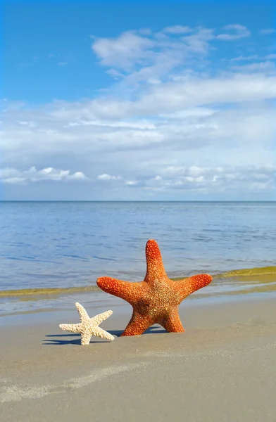 Starfishes Areia Perto Água — Fotografia de Stock