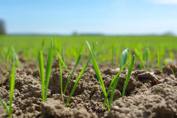 Зеленая Пшеница Растет Поле — стоковое фото