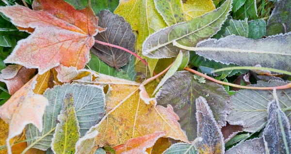 프 로스트와 잎. — 스톡 사진