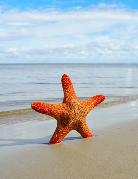 Uma Estrela Vermelha Praia — Fotografia de Stock