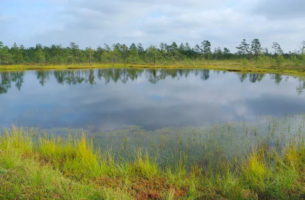 stock image Bog lake.