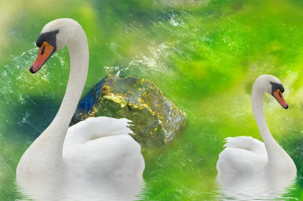 stock image Two swans near swimming on a green.