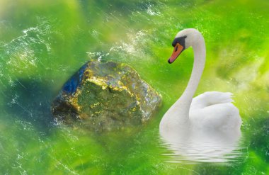 taş ve su ve deniz yosunu bir kuğu bulanıklığı.