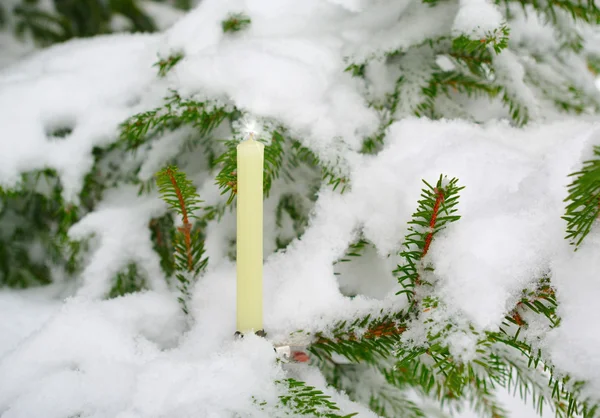 stock image Candle on the fir tree with a fire.