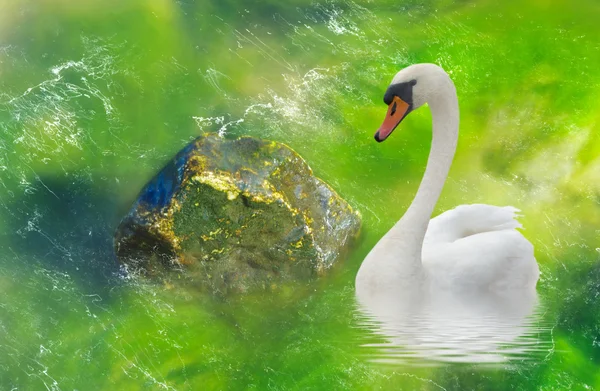 石头和一只天鹅在水和海藻上模糊 — 图库照片