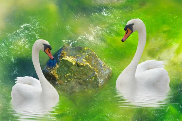 Two Swans Swimming Green — Stock Photo, Image