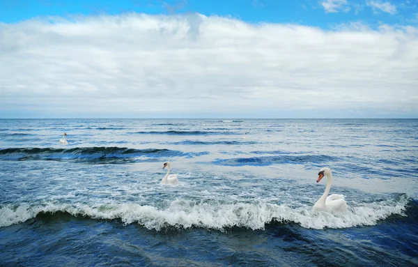 Beyaz Karıları Kuğular Onlara Mavi Denize Sıfır — Stok fotoğraf