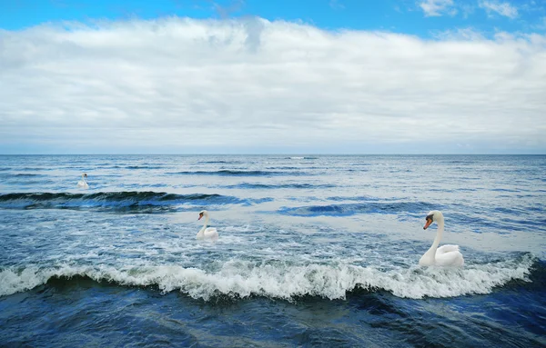 Mar Azul Com Esposas Brancas Três Cisnes Sobre Eles — Fotografia de Stock