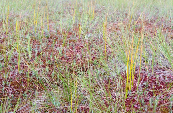 Erba di palude nella riserva naturale . — Foto Stock