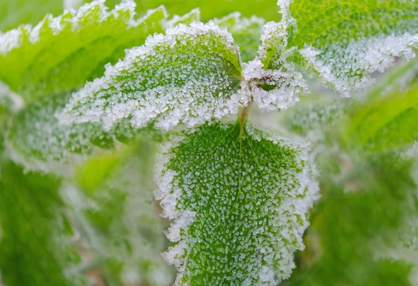Green Leafs Nettle Frost — Φωτογραφία Αρχείου