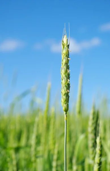 Field of wheat. — Stock Photo, Image