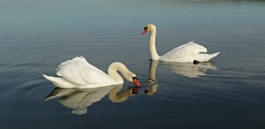 Two swans. clipart