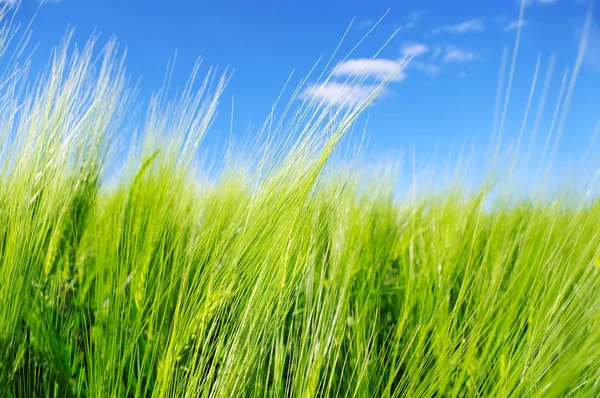 El campo del trigo verde . — Foto de Stock