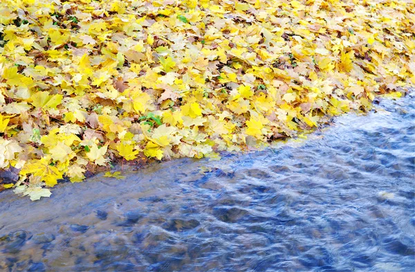 Löv och vatten. — Stockfoto