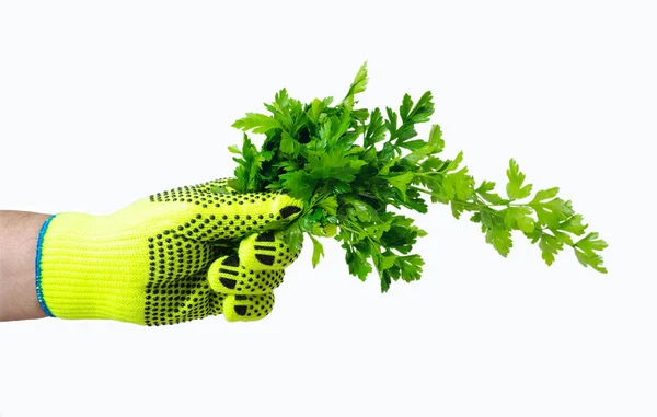 Bunch of parsley in the hand. — Stock Photo, Image