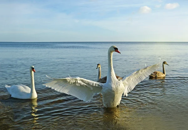 Bid swan protecting his family. — Stock Photo, Image