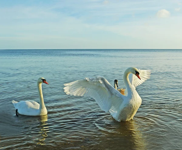 Swan skydda sitt barn. — Stockfoto
