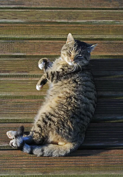 Tomcat sunbathing. Royalty Free Stock Photos