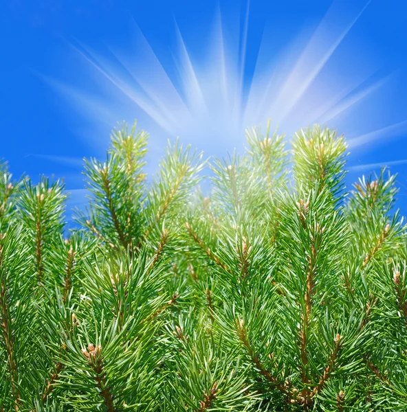 Pine-tree and sun. Stock Image