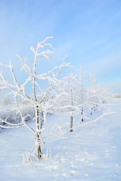 Деревья под снегом . — стоковое фото