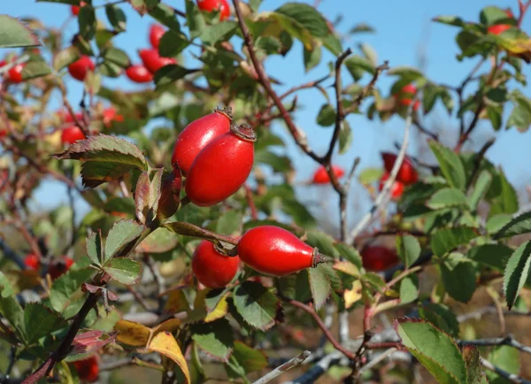 Léčení podzimní psa Růže červené ovoce — Stock fotografie