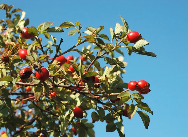 Healing autumnal dog-rose red fruits — Stock Photo, Image
