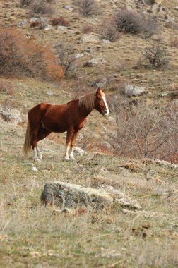 Kahverengi at çayırda