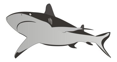 Shark - gevaarlijke zee roofdier, vectorillustratie