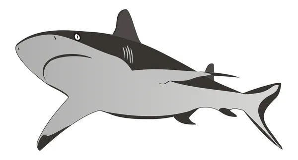 stock vector Shark - dangerous sea predator,vector illustration