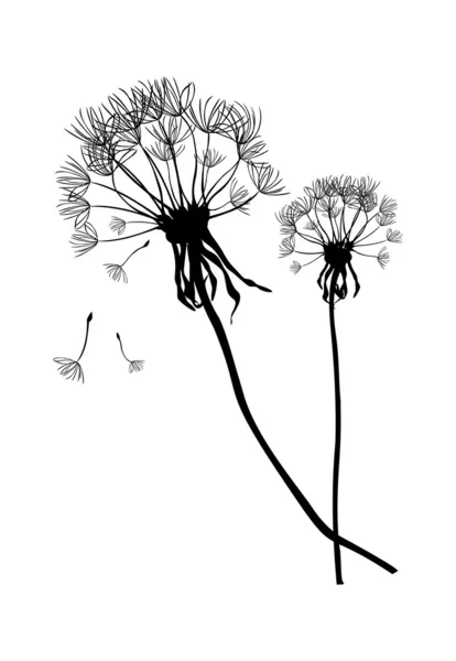 Two black vector dandelions,illustration — Stock Vector