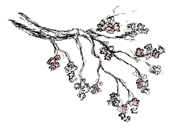 Jarní kvetoucí sakura kresba, vektorové ilustrace — Stockový vektor