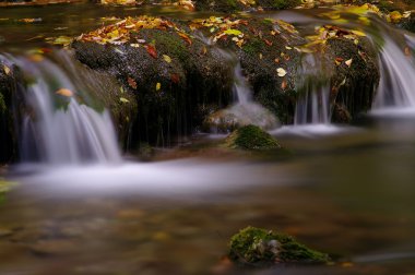 creek Güz