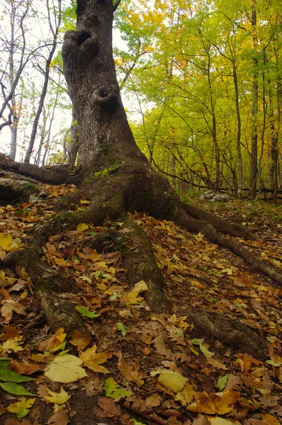 stock image Autumn forest