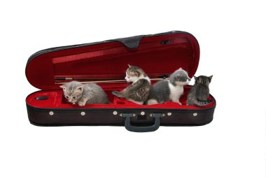 yavru kedi quartette