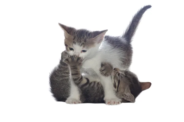 Two Gray Kitten Playing Isolated White — Stock Photo, Image